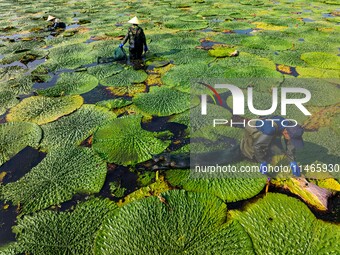 Villagers are harvesting Gorgon fruit in a pond in Jinhu county, Huai'an city, East China's Jiangsu province, on August 10, 2024. (