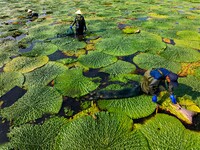 Villagers are harvesting Gorgon fruit in a pond in Jinhu county, Huai'an city, East China's Jiangsu province, on August 10, 2024. (