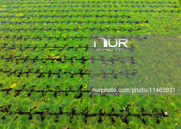 Villagers are harvesting Gorgon fruit in a pond in Jinhu county, Huai'an city, East China's Jiangsu province, on August 10, 2024. 