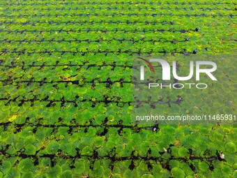 Villagers are harvesting Gorgon fruit in a pond in Jinhu county, Huai'an city, East China's Jiangsu province, on August 10, 2024. (