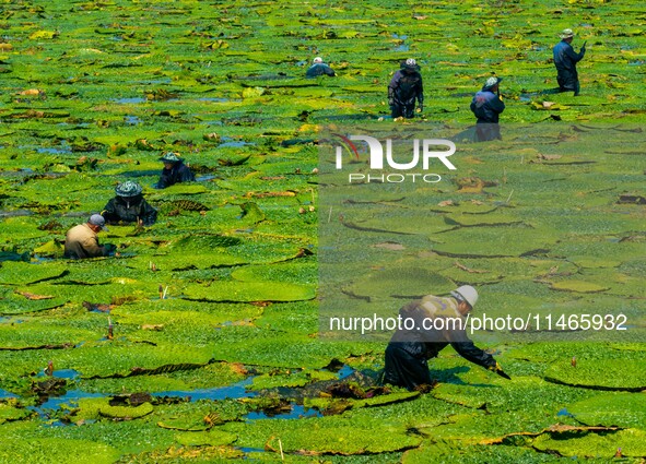 Villagers are harvesting Gorgon fruit in a pond in Jinhu county, Huai'an city, East China's Jiangsu province, on August 10, 2024. 