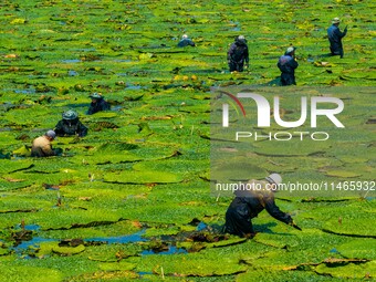 Villagers are harvesting Gorgon fruit in a pond in Jinhu county, Huai'an city, East China's Jiangsu province, on August 10, 2024. (