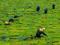 Villagers are harvesting Gorgon fruit in a pond in Jinhu county, Huai'an city, East China's Jiangsu province, on August 10, 2024. (