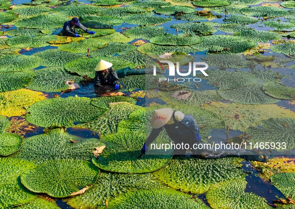 Villagers are harvesting Gorgon fruit in a pond in Jinhu county, Huai'an city, East China's Jiangsu province, on August 10, 2024. 