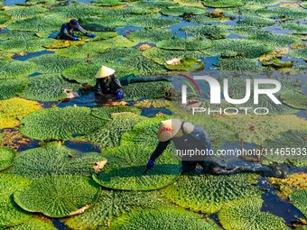 Villagers are harvesting Gorgon fruit in a pond in Jinhu county, Huai'an city, East China's Jiangsu province, on August 10, 2024. (