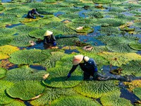 Villagers are harvesting Gorgon fruit in a pond in Jinhu county, Huai'an city, East China's Jiangsu province, on August 10, 2024. (