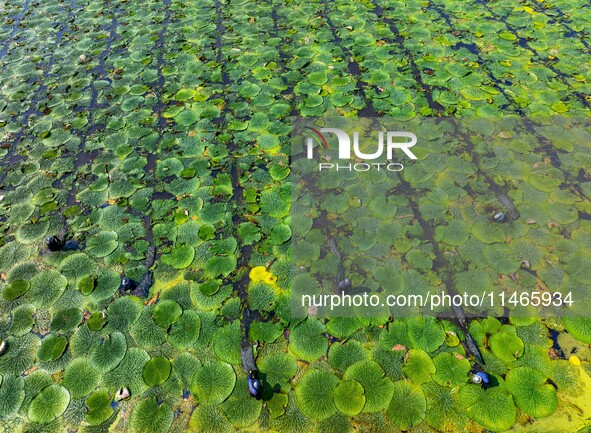 Villagers are harvesting Gorgon fruit in a pond in Jinhu county, Huai'an city, East China's Jiangsu province, on August 10, 2024. 