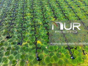 Villagers are harvesting Gorgon fruit in a pond in Jinhu county, Huai'an city, East China's Jiangsu province, on August 10, 2024. (