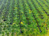 Villagers are harvesting Gorgon fruit in a pond in Jinhu county, Huai'an city, East China's Jiangsu province, on August 10, 2024. (