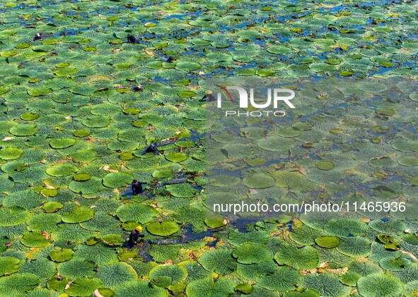 Villagers are harvesting Gorgon fruit in a pond in Jinhu county, Huai'an city, East China's Jiangsu province, on August 10, 2024. 