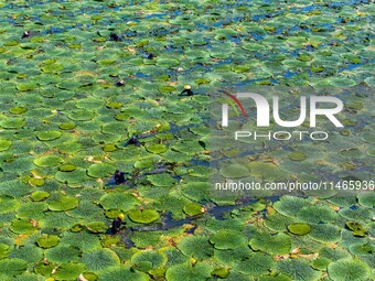 Villagers are harvesting Gorgon fruit in a pond in Jinhu county, Huai'an city, East China's Jiangsu province, on August 10, 2024. (