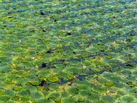 Villagers are harvesting Gorgon fruit in a pond in Jinhu county, Huai'an city, East China's Jiangsu province, on August 10, 2024. (