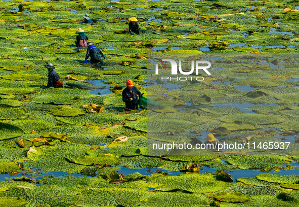 Villagers are harvesting Gorgon fruit in a pond in Jinhu county, Huai'an city, East China's Jiangsu province, on August 10, 2024. 