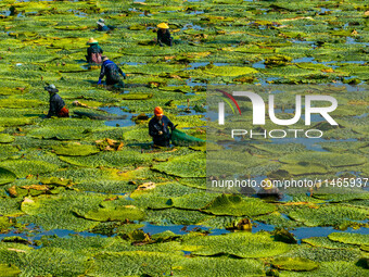 Villagers are harvesting Gorgon fruit in a pond in Jinhu county, Huai'an city, East China's Jiangsu province, on August 10, 2024. (