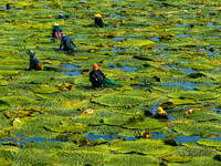 Villagers are harvesting Gorgon fruit in a pond in Jinhu county, Huai'an city, East China's Jiangsu province, on August 10, 2024. (