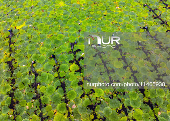 Villagers are harvesting Gorgon fruit in a pond in Jinhu county, Huai'an city, East China's Jiangsu province, on August 10, 2024. 