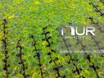 Villagers are harvesting Gorgon fruit in a pond in Jinhu county, Huai'an city, East China's Jiangsu province, on August 10, 2024. (