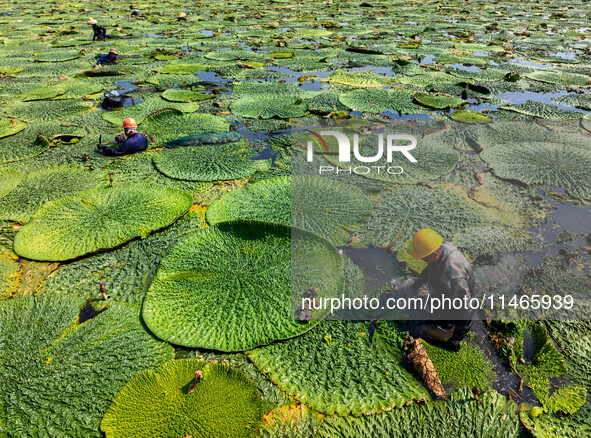 Villagers are harvesting Gorgon fruit in a pond in Jinhu county, Huai'an city, East China's Jiangsu province, on August 10, 2024. 