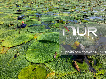 Villagers are harvesting Gorgon fruit in a pond in Jinhu county, Huai'an city, East China's Jiangsu province, on August 10, 2024. (