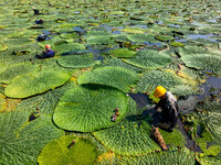 Villagers are harvesting Gorgon fruit in a pond in Jinhu county, Huai'an city, East China's Jiangsu province, on August 10, 2024. (