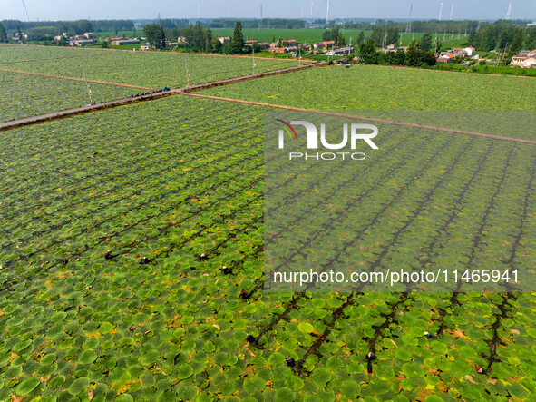 Villagers are harvesting Gorgon fruit in a pond in Jinhu county, Huai'an city, East China's Jiangsu province, on August 10, 2024. 