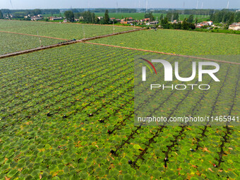 Villagers are harvesting Gorgon fruit in a pond in Jinhu county, Huai'an city, East China's Jiangsu province, on August 10, 2024. (