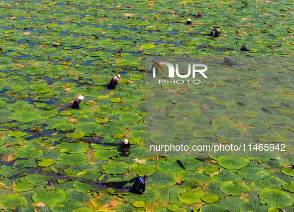 Villagers are harvesting Gorgon fruit in a pond in Jinhu county, Huai'an city, East China's Jiangsu province, on August 10, 2024. 