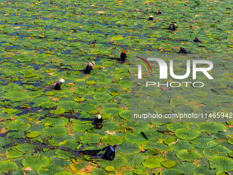 Villagers are harvesting Gorgon fruit in a pond in Jinhu county, Huai'an city, East China's Jiangsu province, on August 10, 2024. (