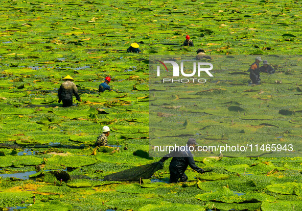 Villagers are harvesting Gorgon fruit in a pond in Jinhu county, Huai'an city, East China's Jiangsu province, on August 10, 2024. 