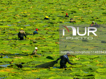 Villagers are harvesting Gorgon fruit in a pond in Jinhu county, Huai'an city, East China's Jiangsu province, on August 10, 2024. (