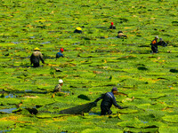 Villagers are harvesting Gorgon fruit in a pond in Jinhu county, Huai'an city, East China's Jiangsu province, on August 10, 2024. (