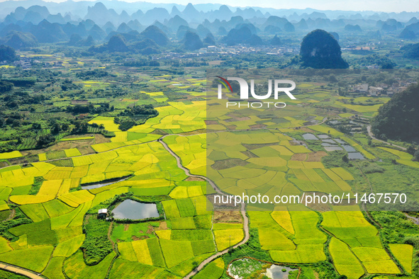 A photo is showing mature rice fields in Wulongquan village, Yangshuo County, Guilin, China, on August 6, 2024. 