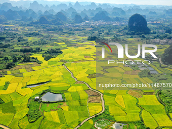 A photo is showing mature rice fields in Wulongquan village, Yangshuo County, Guilin, China, on August 6, 2024. (