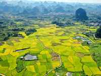 A photo is showing mature rice fields in Wulongquan village, Yangshuo County, Guilin, China, on August 6, 2024. (