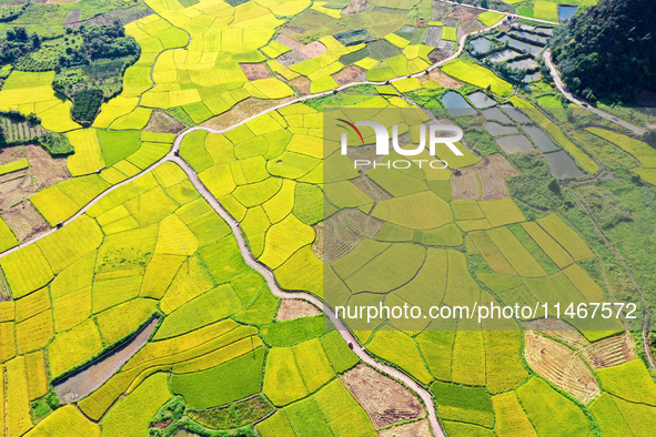 A photo is showing mature rice fields in Wulongquan village, Yangshuo County, Guilin, China, on August 6, 2024. 