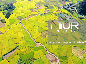 A photo is showing mature rice fields in Wulongquan village, Yangshuo County, Guilin, China, on August 6, 2024. (