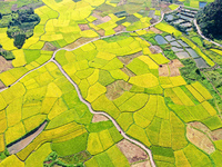 A photo is showing mature rice fields in Wulongquan village, Yangshuo County, Guilin, China, on August 6, 2024. (