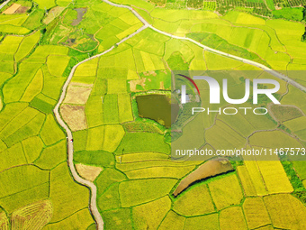 A photo is showing mature rice fields in Wulongquan village, Yangshuo County, Guilin, China, on August 6, 2024. (