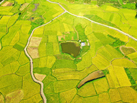 A photo is showing mature rice fields in Wulongquan village, Yangshuo County, Guilin, China, on August 6, 2024. (