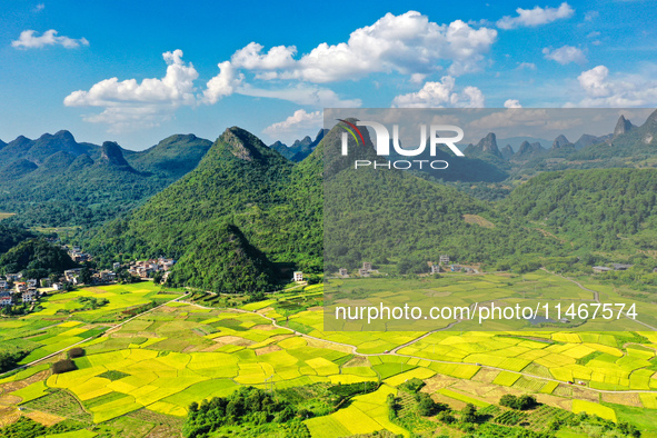 A photo is showing mature rice fields in Wulongquan village, Yangshuo County, Guilin, China, on August 6, 2024. 