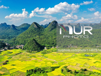 A photo is showing mature rice fields in Wulongquan village, Yangshuo County, Guilin, China, on August 6, 2024. (