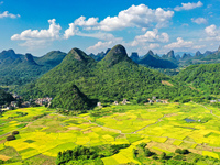 A photo is showing mature rice fields in Wulongquan village, Yangshuo County, Guilin, China, on August 6, 2024. (