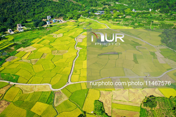 A photo is showing mature rice fields in Wulongquan village, Yangshuo County, Guilin, China, on August 6, 2024. 