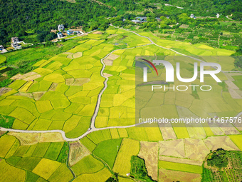 A photo is showing mature rice fields in Wulongquan village, Yangshuo County, Guilin, China, on August 6, 2024. (