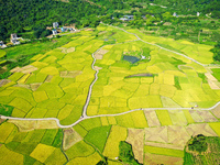 A photo is showing mature rice fields in Wulongquan village, Yangshuo County, Guilin, China, on August 6, 2024. (