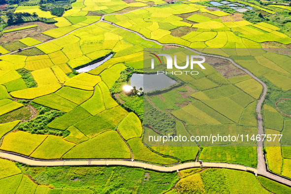 A photo is showing mature rice fields in Wulongquan village, Yangshuo County, Guilin, China, on August 6, 2024. 