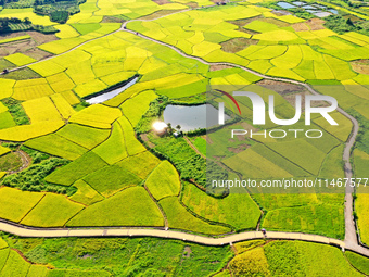 A photo is showing mature rice fields in Wulongquan village, Yangshuo County, Guilin, China, on August 6, 2024. (