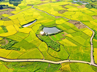 A photo is showing mature rice fields in Wulongquan village, Yangshuo County, Guilin, China, on August 6, 2024. (