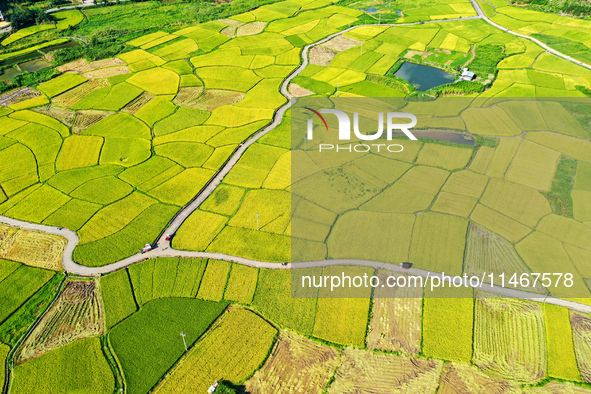 A photo is showing mature rice fields in Wulongquan village, Yangshuo County, Guilin, China, on August 6, 2024. 