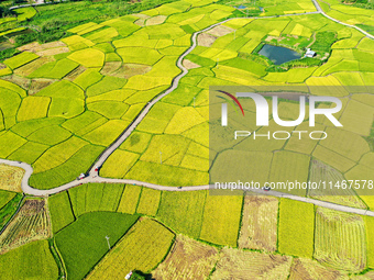 A photo is showing mature rice fields in Wulongquan village, Yangshuo County, Guilin, China, on August 6, 2024. (